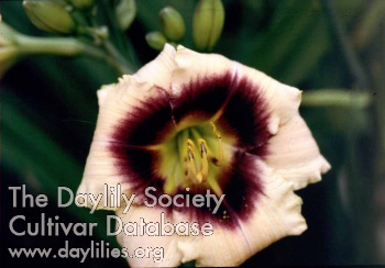Daylily Extended Twilight
